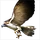Item philippineeagle 01.png