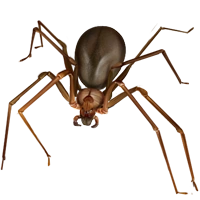Huge item brownrecluse 01.png