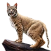 Item bobcat 01.png