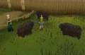 Fremennik Isles.jpg