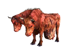 Brahmin