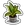 House Plant-icon