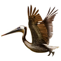 Huge item brownpelican 01.png