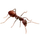 Item armyants 01