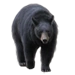 Black Bear