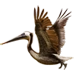 Brown Pelican