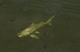 Golden Catfish