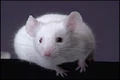 Mouse.JPG