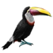 Toco Toucan