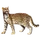 Item ocelot 01