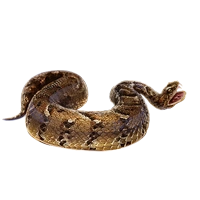 Huge item puffadder 01.png