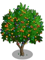 Golden Apricot6-icon