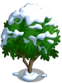 Golden Apricot7-icon