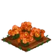 Orange Daisy 100