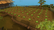 Falador cabbage patch