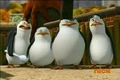 Erm-What-penguins-of-madagascar-16992017-525-351.jpg