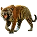 Bengal Tiger