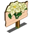 White Poinsettia