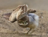 Burrowing owl gonna take off
