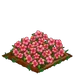 Pink Hibiscus extra100