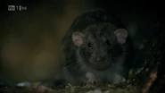 Rat