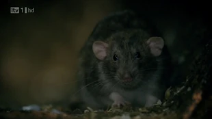 Rat