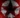 Favicon homefront