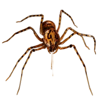 Huge item spittingspider 01.png