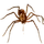 Item spittingspider 01