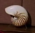 Nautilus shell.jpg