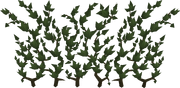 180px-Ivy.png