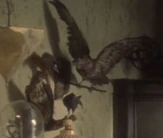 Akaali birds 1