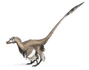Velociraptor4b
