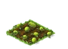 Watermelon Seedling