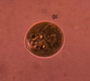 Cell