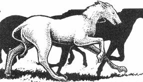 Tomar’s Horses.jpg