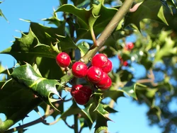Ilex-aquifolium (Europaeische Stechpalme-1