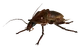 Radroach
