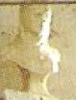 Bustofrowena