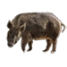 Item razorback 01