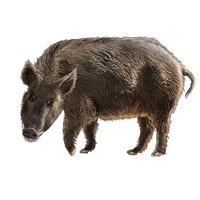 Huge item razorback 01