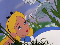 Alice017