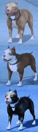 Bully Perros