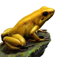 Huge item goldenpoisonfrog 01.png