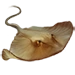 Item southernstingray 01