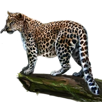 Huge item amurleopard 01