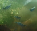 Krill.png
