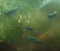 Krill