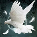 Dove.jpg