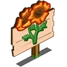 Sun Poppy